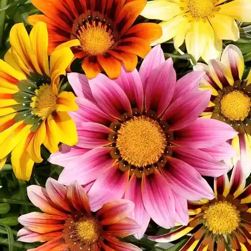 A garden border filled with blooming Gazania Mix flowers in various colors