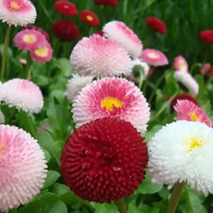 Colorful Bellis perennis mix in spring bloom.