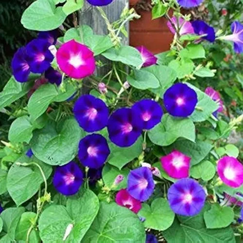 Bees attracted to colorful Morning Glory flowers in the garden.