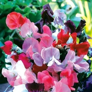 Sweet Pea Flowers Blooming on a Trellis