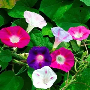 Close-up of purple and blue Morning Glory flowers.