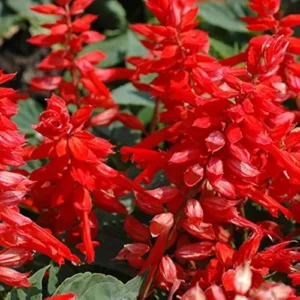 Bright Salvia red seeds flowers blooming in a sunny garden