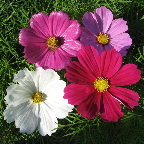 cosmos flower mix color