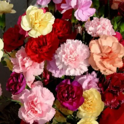 Carnation Seeds for vibrant flowers - SeedBeej.pk