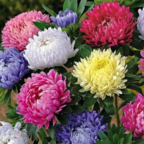 Close-up of China Aster Double Blooms in Full Color