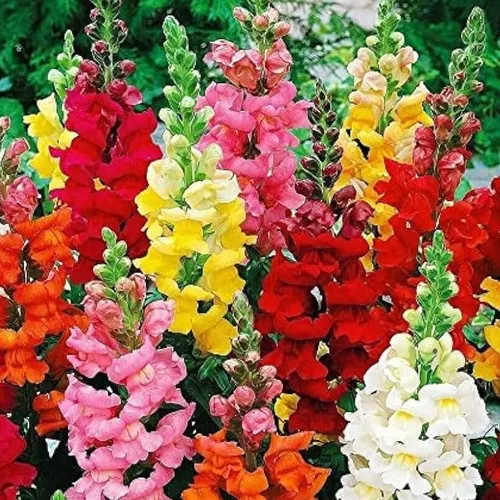 Antirrhinum Mix seeds flowers blooming in vibrant colors of pink, red, yellow, and white