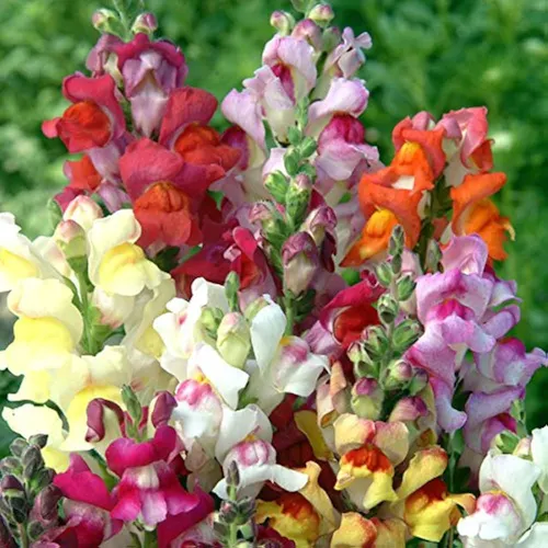 Potted Antirrhinum Mix flowers on a patio