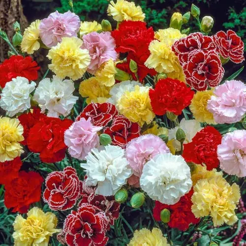 Grow Beautiful Carnations with Premium Seeds from SeedBeej.pl