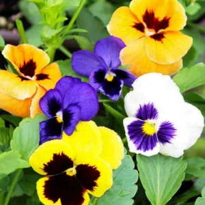 Pansy Flower Mix – Easy to Grow Seeds for Containers