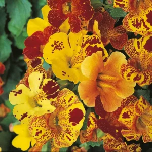 Mimulus plants thriving in a container garden with vibrant blooms.