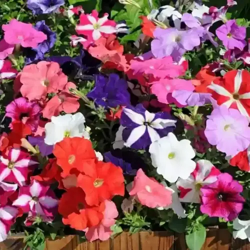 Petunia Mix flowers in a garden bed