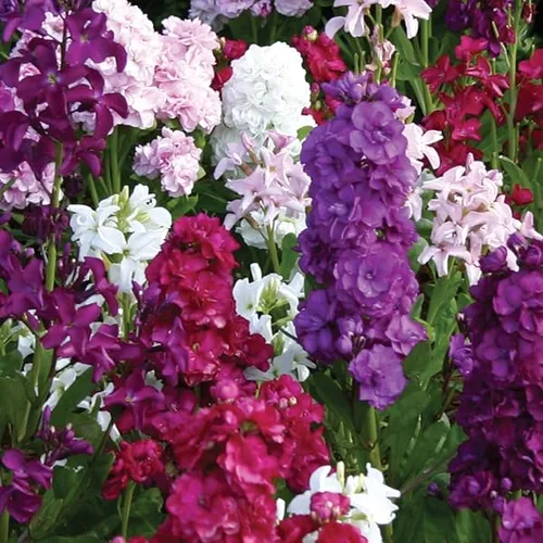 Stock Mix Seeds – Fragrant & Colorful Garden Flowers