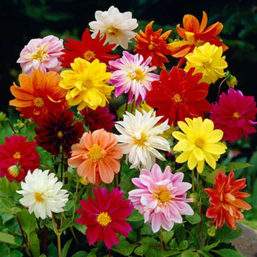 Dahlia Mix Seeds flowers blooming in bright shades of red, pink, yellow, and white