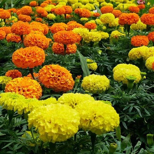 Marigold F1 Mix Seeds – Vibrant Hybrid Flower Seeds