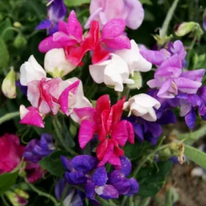 Sweet Pea Seeds – Colorful and Fragrant Climbing Flowers