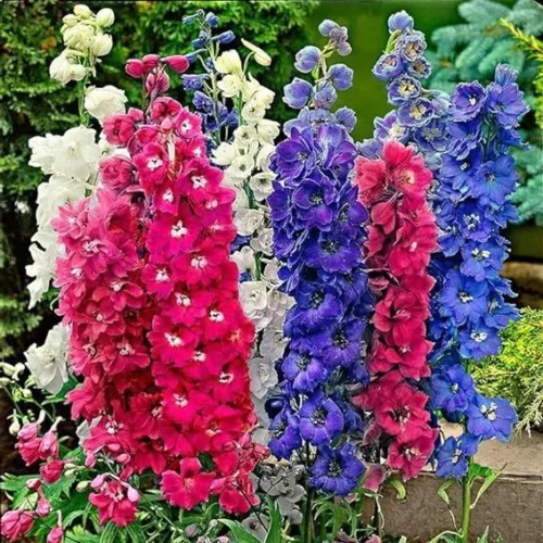 of blue and purple Delphinium flowers in full bloom.