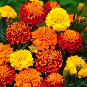 Marigold Bonanza Mix seeds. flowers blooming in bright shades of orange, yellow, and red