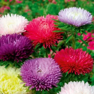 Aster Double Mix in Bloom, Ideal for Containers and Borders