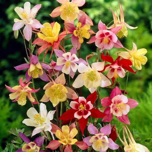 Close-up of Aquilegia Flower in a Cottage Garden