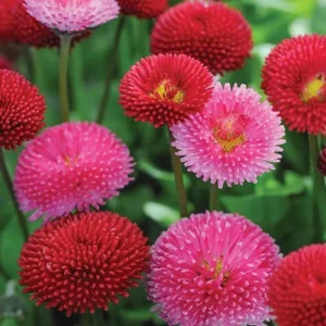 Bellis seeds in vibrant colors for your garden.