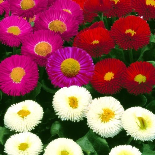 Double-petaled Bellis daisies in a garden setting.