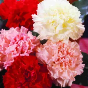 Carnation Seeds Online with Fast Shipping in Pakistan