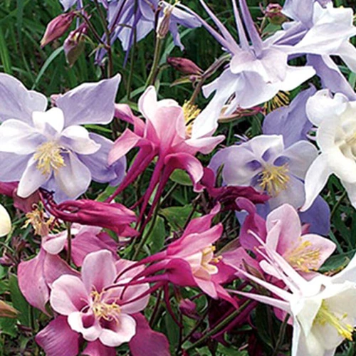 Aquilegia Flowers seeds Blooming in Partial Shade