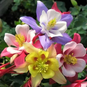 Aquilegia Seeds - Elegant Blooms in Various Colors