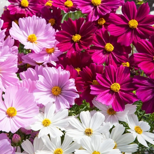 cosmos mix seeds buy online in Pakistan