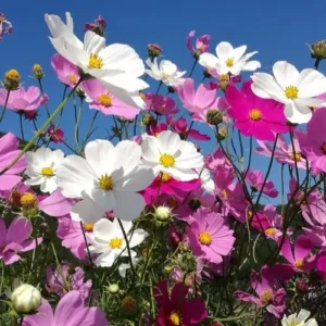 cosmos beautiful flower red white