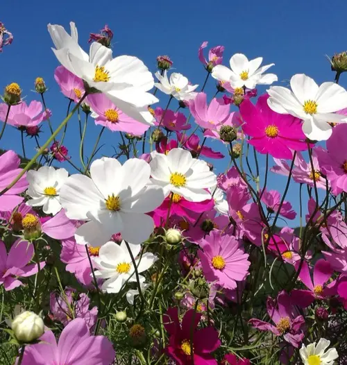 cosmos beautiful flower red white