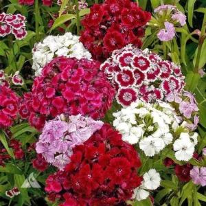 Sweet William Mix Seeds flowers blooming in a garden bed with pink, red, and white flowers.