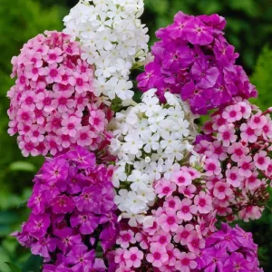 Phlox Flowers Blooming in Winter Garden