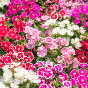 Bees attracted to Sweet William flowers in the garden.