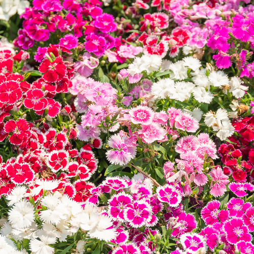 Bees attracted to Sweet William flowers in the garden.