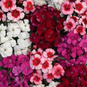 Dianthus Seeds Mix – Bright, Fragrant Flowers in Various Colors