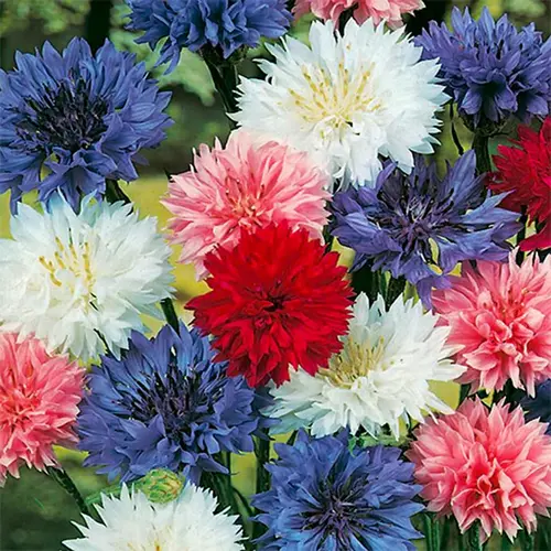 Cornflower Seeds Mix – Blue, Pink, and White Blooms in a Garden