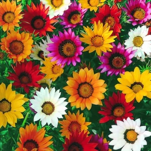 Gazania Mix flowers in a sunny flowerbed