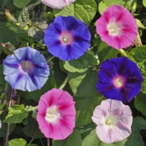 Morning Glory vines covering a garden fence with vibrant blooms.