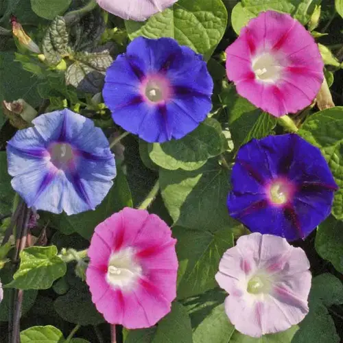 Morning Glory vines covering a garden fence with vibrant blooms.