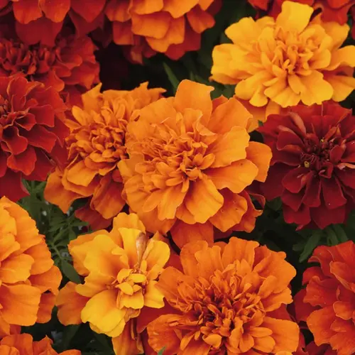 Marigold Bonanza Mix flowers in decorative containers