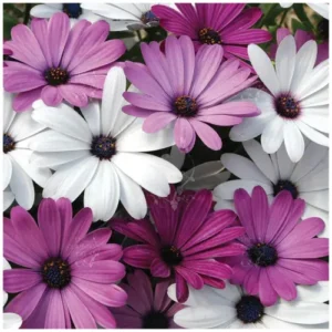 Close-up of vibrant Osteospermum Mix flowers in a garden