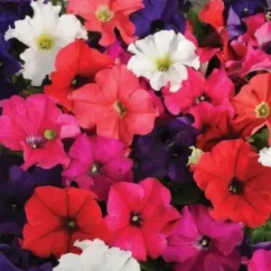 Petunia Mix flowers in hanging baskets on a patio