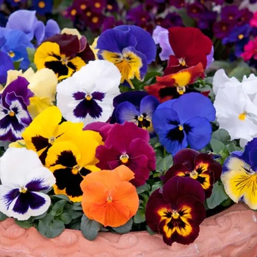 Cold-Tolerant Pansy Mix Seeds for Flower Beds