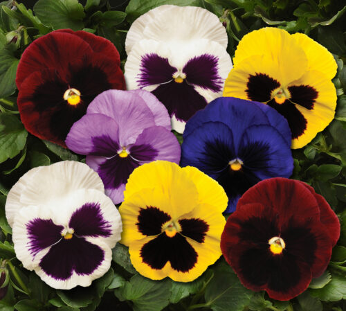 Pansy Mix Seeds – Vibrant Garden Flower Seeds