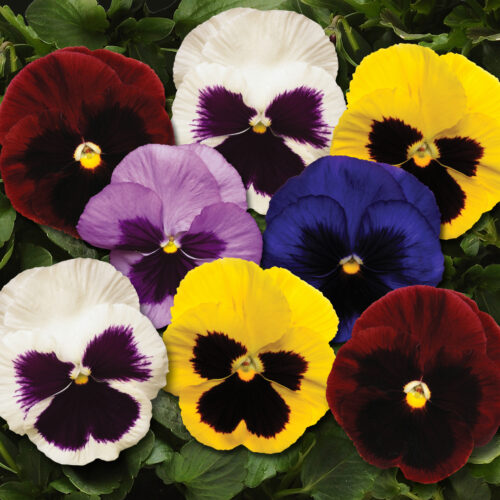 Pansy Mix Seeds – Vibrant Garden Flower Seeds