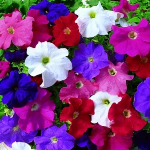 Close-up of colorful petunia blooms