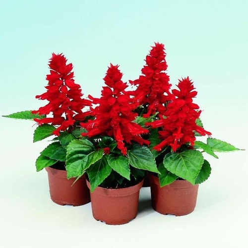 Salvia Red planted in a decorative container