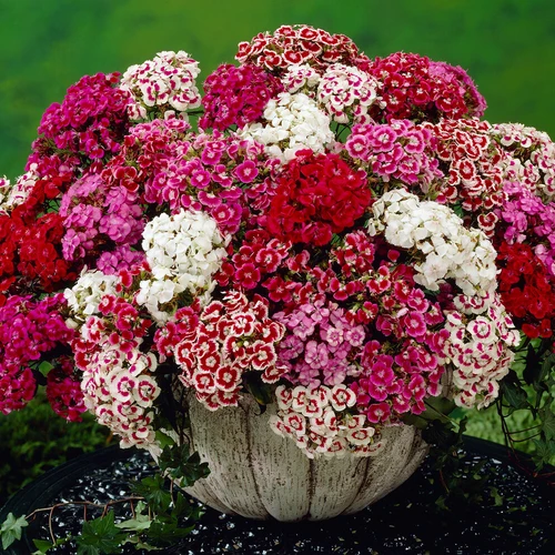 Close-up of Sweet William flowers in shades of pink and red.