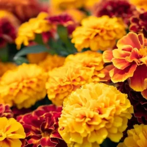 Close-up of double-crested marigold blooms